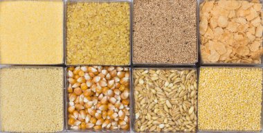 Sekiz jellow hububat