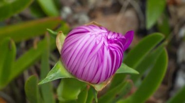 Güneşin altında çiçeklenme