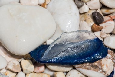 Rüzgar tarafından denizci