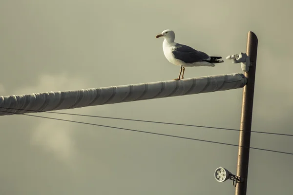 Seagull on sail — Stock Photo, Image