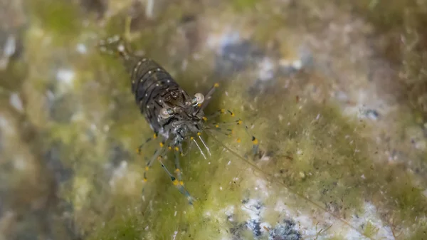 Живые креветки под водой — стоковое фото