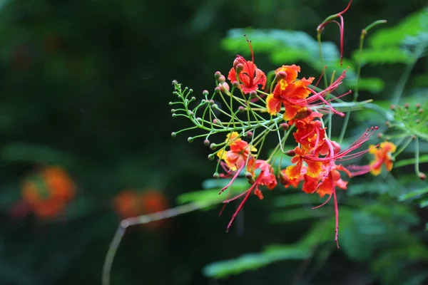 Fleur Rouge Ouverte Été — Photo