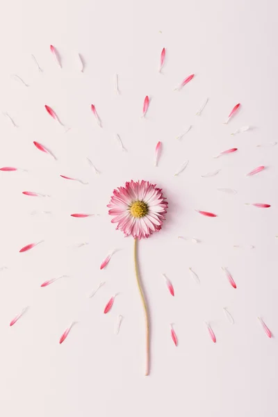 Prosperující sedmikráska květ. — Stock fotografie
