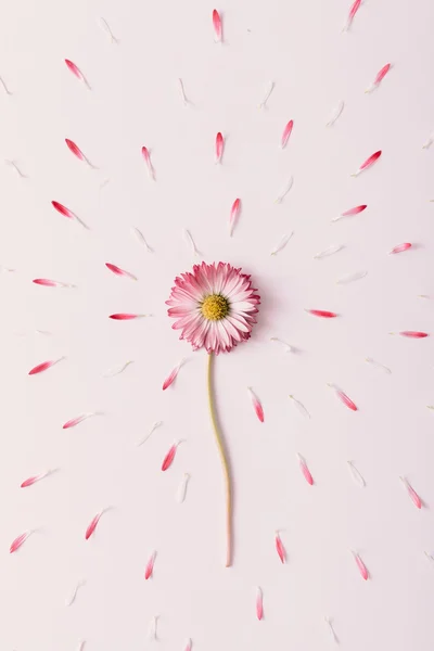 活況を呈しているデイジーの花. — ストック写真