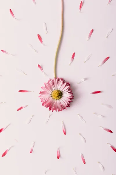 Blomstrande daisy blomman. — Stockfoto