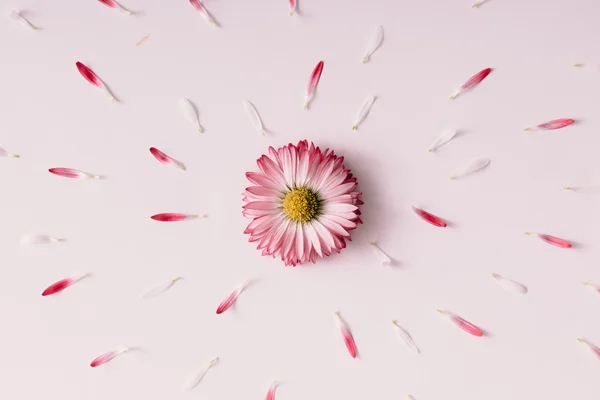 호황 데이지 꽃. — 스톡 사진