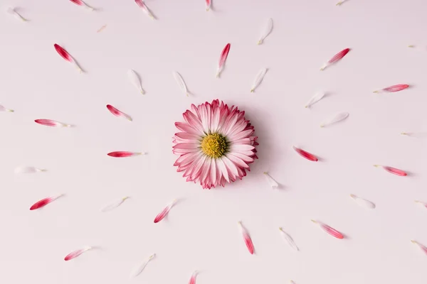 Flor de margarita en auge . —  Fotos de Stock