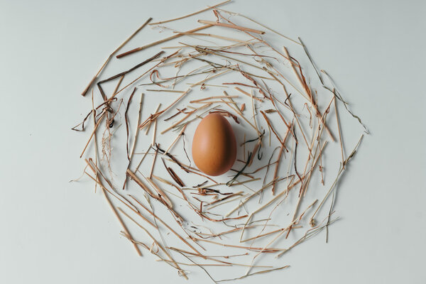 Nest with an egg