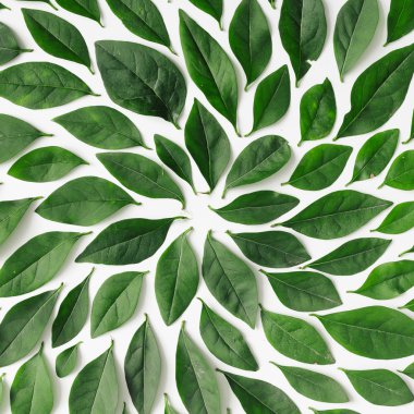 Spiral şeklinde düzenlenmiş yeşil yaprakları