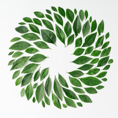Spiral şeklinde düzenlenmiş yeşil yaprakları