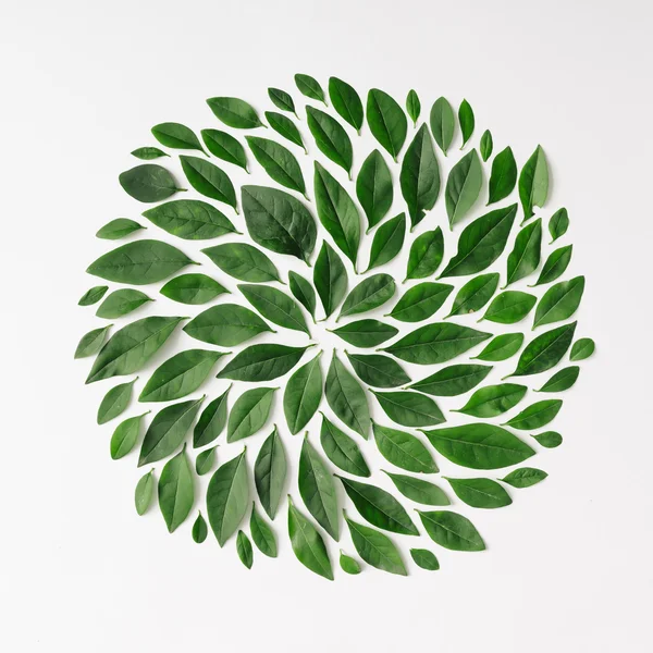 Green leaves arranged in spiral shape — Stock Photo, Image