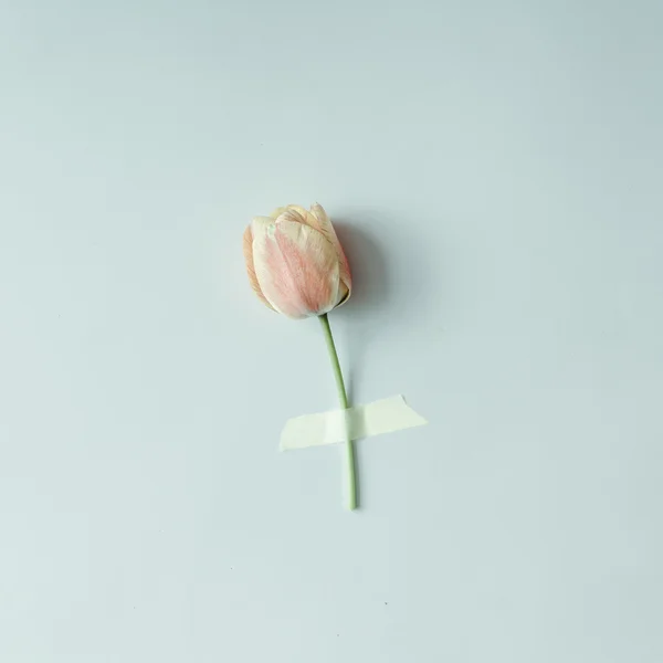 チューリップの花は、明るい背景にテープで固定. — ストック写真