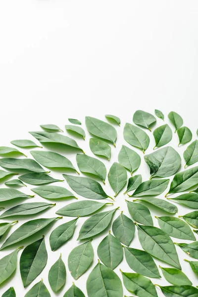 Gröna blad ordnade i spiral form — Stockfoto