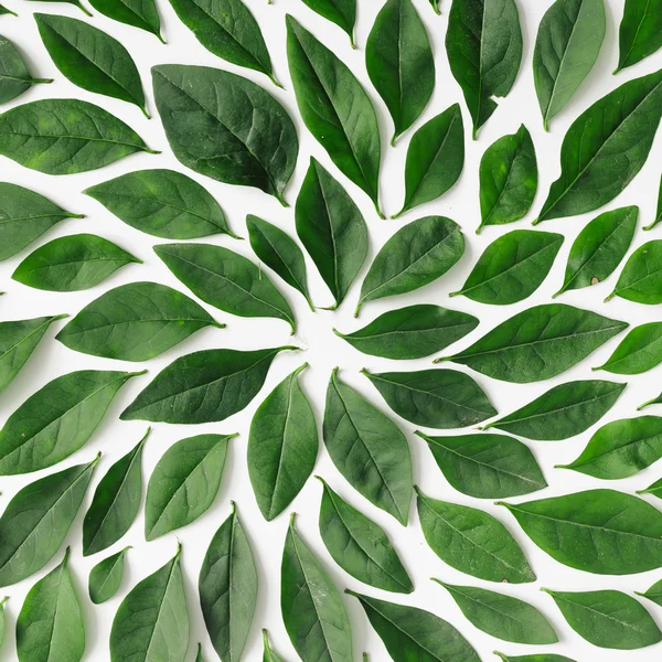 Green leaves arranged in spiral shape