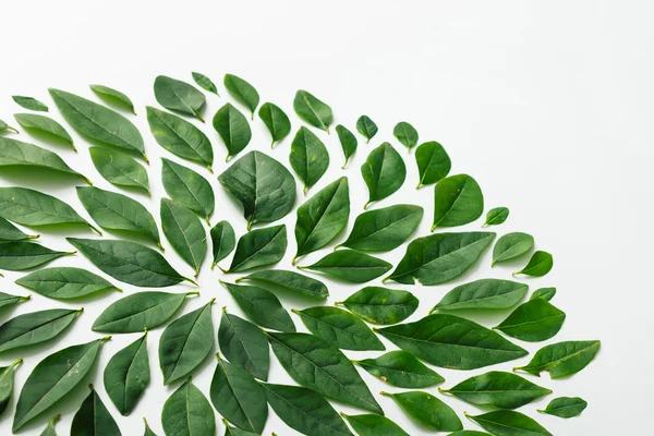 Groene bladeren gerangschikt in spiraalvorm — Stockfoto