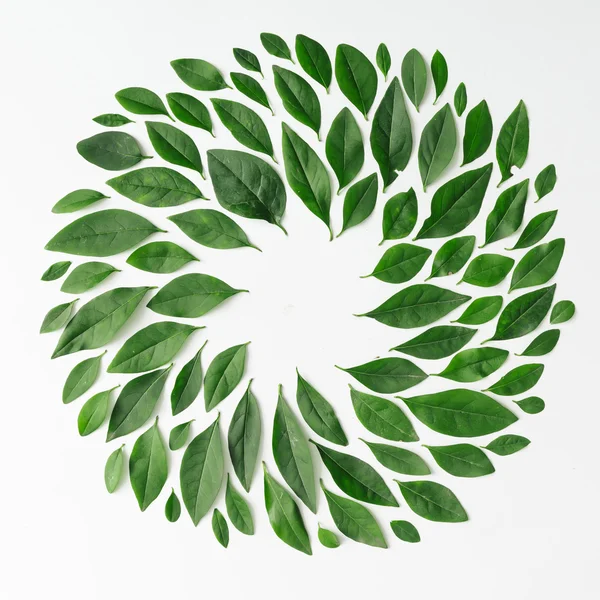 Green leaves arranged in spiral shape — Stock Photo, Image