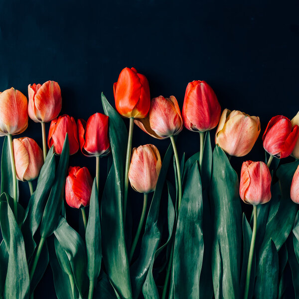 Tulips on black background.