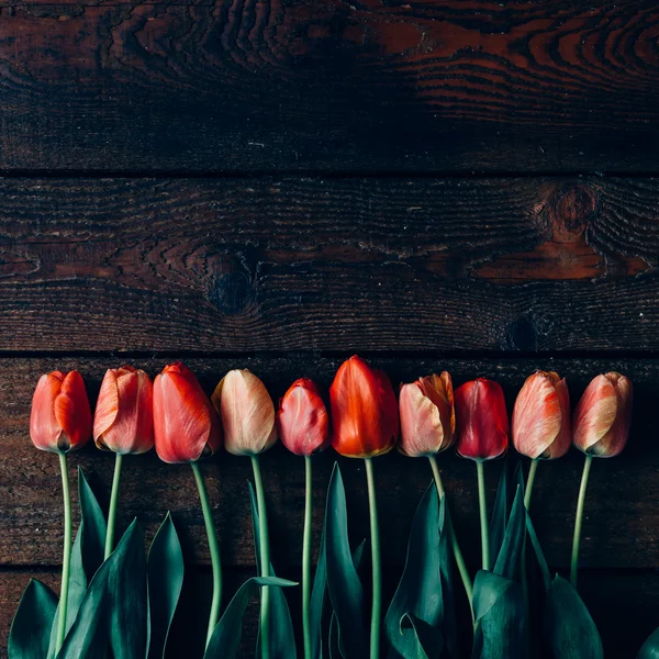 Tulpen auf schwarzem Hintergrund. — Stockfoto