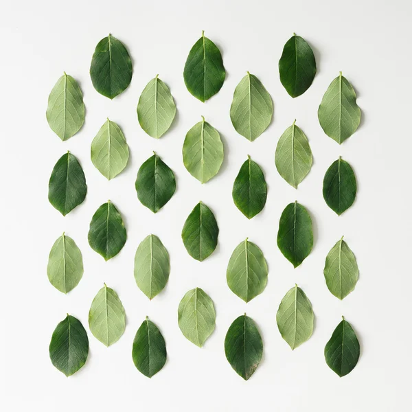 Green leaves pattern — Stock Photo, Image
