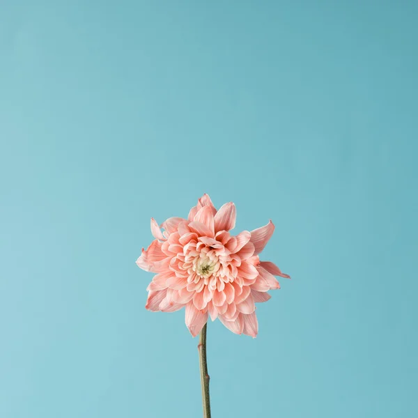 Pink flower on sky background. — Stock Photo, Image