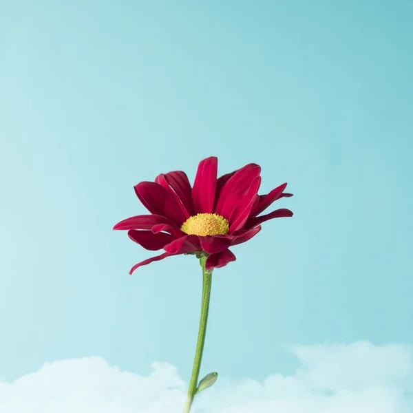 Red flower on sky background. — Stock Photo, Image