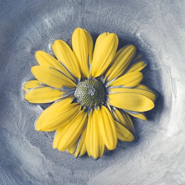 Жовта ромашкова квітка в срібній фарбі . Стокове Фото