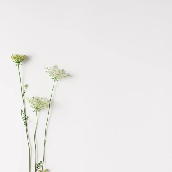 White blooming flowers — Stock Photo, Image