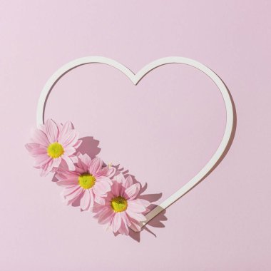 Pembe papatya çiçekleriyle kalp şeklinde dekorasyon. Sevgililer Günü ve kadınlar için arka plan tasarımı. Minimum düzlük.