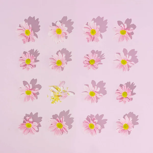 Pink Pattern Made Daisy Flowers Valentine Day Woman Day Concept — Stock Photo, Image