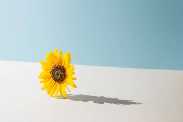 Żółty Stokrotka Kwiat Pastelowym Tle Niebiesko Beżowym Cień Słonecznego Dnia — Zdjęcie stockowe