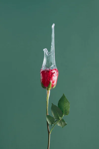 Röd Ros Blomma Med Slem Mot Grön Bakgrund Kreativ Natur — Stockfoto