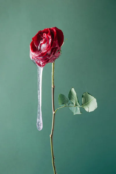 Fleur Rose Rouge Avec Boue Sur Fond Vert Concept Nature Image En Vente
