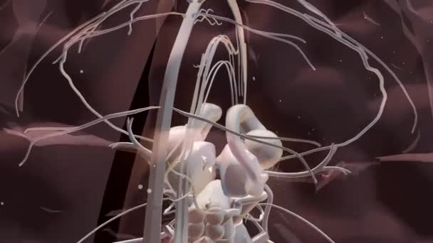 Detalle cerebral 3D — Vídeo de stock