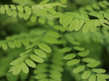 Yumuşak odak yeşil akasya