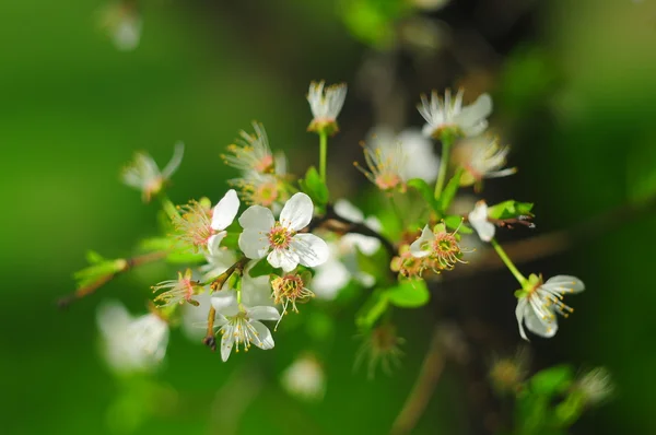 Bahçede bahar çiçekleri 