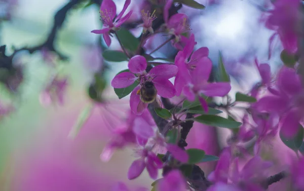 Pembe çiçekli arı