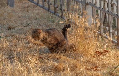 Çimlerin üzerinde oturan kedi