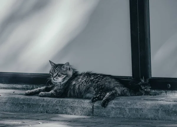 Yorgun kedi gölgede dinleniyor.