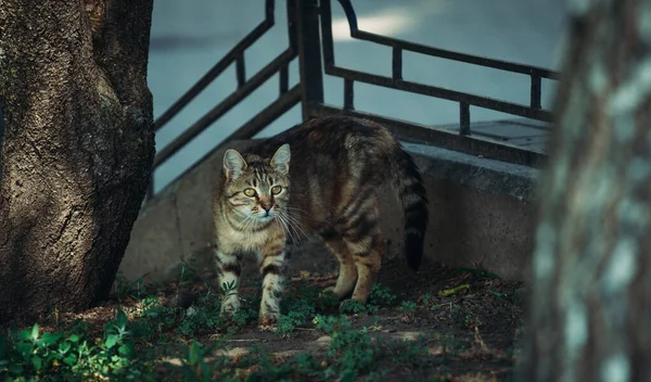 Pensive Kat Het Gras — Stockfoto