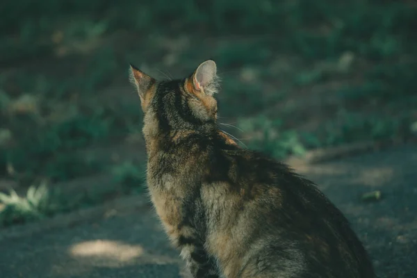 Gatto Che Allontanato — Foto Stock