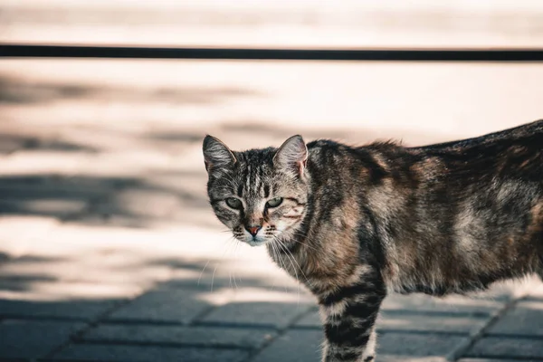 Doğrudan kediye bak.