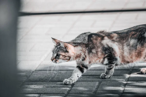 Krčící Kočka Kořistí — Stock fotografie