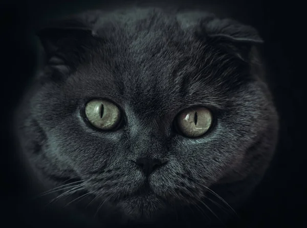 Black White Portrait Cat — Stock Photo, Image