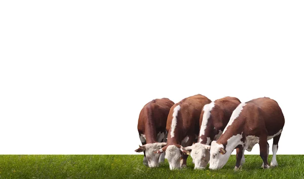 Vaches broutant dans une prairie d'été . — Photo