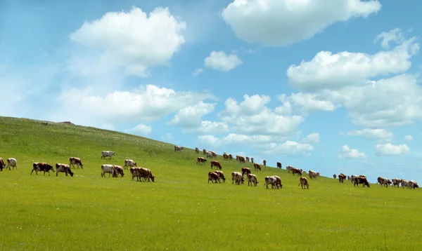 Pâturage de vaches laitières pour l'industrie laitière bannière . — Photo