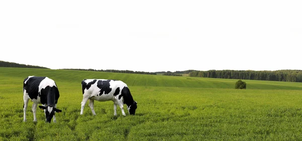 Vaches broutant dans une prairie d'été . — Photo