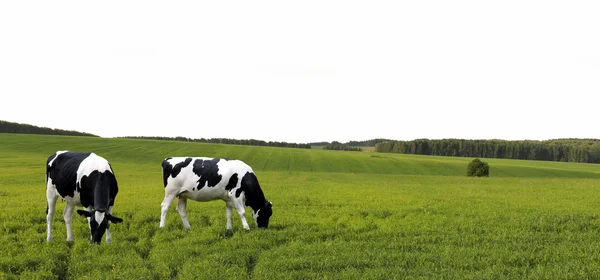 Cows grazing in a summer meadow. — Stock Photo, Image