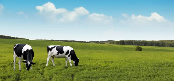 Vaches laitières pâturant dans les champs agricoles d'été . — Photo