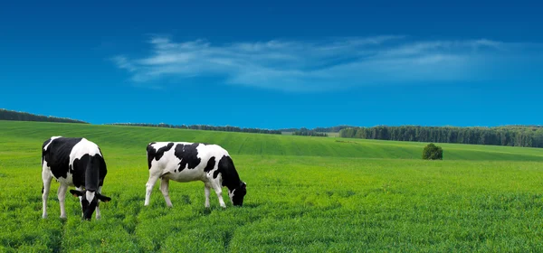 在夏季牧场放牧的农场奶牛. — 图库照片