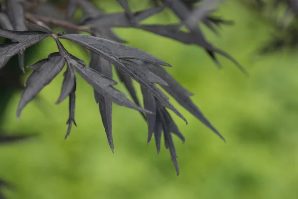 植物の葉は黒い高齢者のベリーです — ストック写真